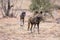 African Wild Dog pair with one yawning in South Africa