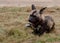 African wild dog, part of a larger pack at Sabi Sands Reserve, Kruger, South Africa. Sightings are extremely rare.