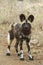 African Wild Dog Puppy