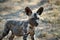 African Wild Dog Puppy