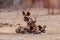 African wild dog pups waking up in Mana Pools National Park