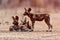 African wild dog pups waking up at sunrise in Mana Pools