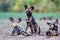 African wild dog resting in the dry riverbed of the Mkuze River