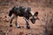African wild dog slowly walking, hunting for a prey
