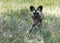 African wild dog standing and staring in wild life safari park