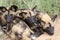 African Wild dog trio laying down