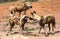 African Wild Dogs growling showing teeth standing on red dirt