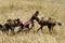 African Wild Dogs on a Kill