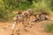 African wild dogs  Lycaon Pictus playing, biting, Madikwe, South Africa.
