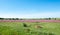 African wild flower landscape, Rietvlei Nature Reserve.