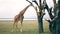African Wild Giraffe In The Savannah Of Acacia Trees Eat Their Leaves And Bark