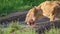 African wild lioness with a bloodied face drinking water from a puddle close up