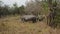 African wild rhinos grazing among the bushes in the reserve