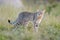 African wildcat, Felis lybica, also called Near Eastern Wild Cat. Wild animal in nature habitat, grass meadow. Wildlife nature. Wi
