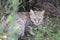 African Wildcat (Felis silvestris lybica)