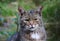 African wildcat (Felis silvestris lybica)