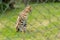 African wildcat serval - predator