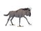 African Wildebeest color illustration Savannah animals