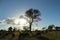 African Wildlife - Buffalo - The Kruger National Park