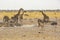 African Wildlife at Busy Waterhole