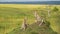 African Wildlife of Cheetah Family in Africa, Cheetah Sitting on Termite Mound in Masai Mara, Kenya