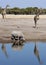 African wildlife - Etosha - Namibia