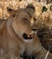 African Wildlife: Female Lion