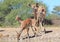 African Wildlife - Impala and Kudu - Curiosity