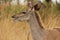 African Wildlife - Kudu - The Kruger National Park