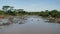 African Wildlife Landscape Herd Hippos Resting In River Against Acacia Thickets