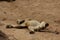 African Wildlife - Lion cub - The Kruger National Park