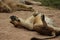 African Wildlife - Lion cub - The Kruger National Park