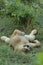 African Wildlife - Lion cub - The Kruger National Park