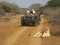 African Wildlife - Lion - The Kruger National Park