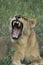 African Wildlife - Lion - The Kruger National Park