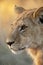 African wildlife - Lioness - Botswana