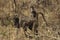 African Wildlife - Monkey - The Kruger National Park