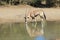 African Wildlife - Oryx, Gemsbuck Reflection