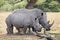 African wildlife safari rhinoceros