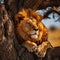 African wildlife scene Lion resting peacefully under a Serengeti tree