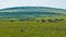 African Wildlife. Two crowned cranes are walking on the green grass of the savanna