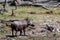 African Wildlife Warthog