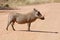 African Wildlife: Warthog