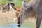 African Wildlife - Waterbuck Calf inspecting Wondrous Life 2