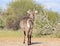 African Wildlife - Waterbuck - Stare Back