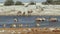 African wildlife at a waterhole - Etosha National Park