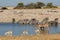 African wildlife at a waterhole - Etosha National Park