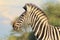 African Wildlife - Zebra, Burchell\'s, Masterpiece Beauty