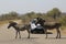 African Wildlife - Zebra - The Kruger National Park