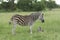 African Wildlife - Zebra - The Kruger National Park